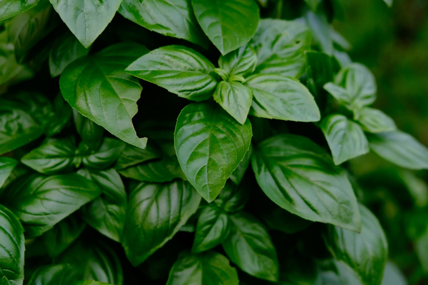 Herbs
